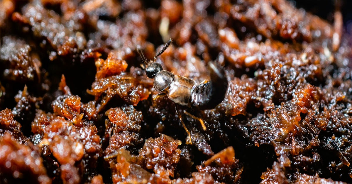 Introducing Our Fungus Fly Killer Beetles