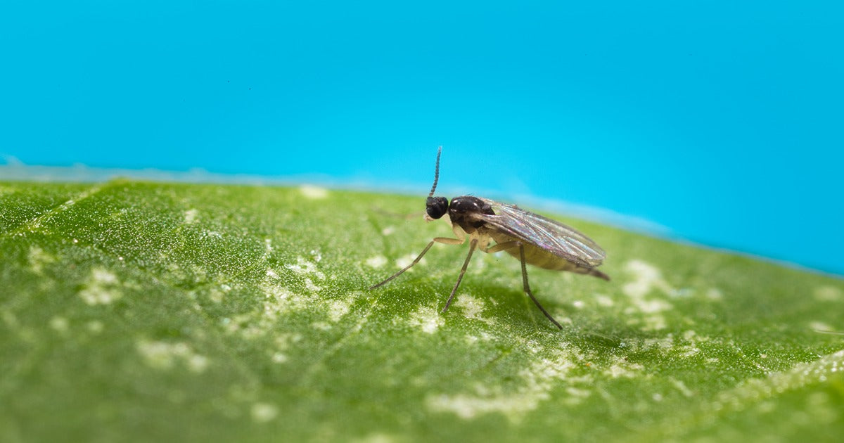 How to Get Rid of Lawn Gnats