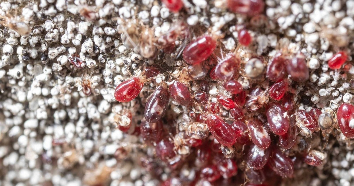 Natural Control for Red Mite & Northern Fowl Mite in Chickens - Dragonfli