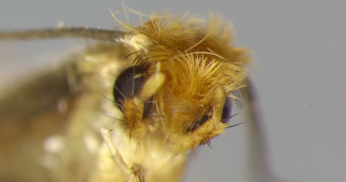 Combating clothes moths - Dragonfli