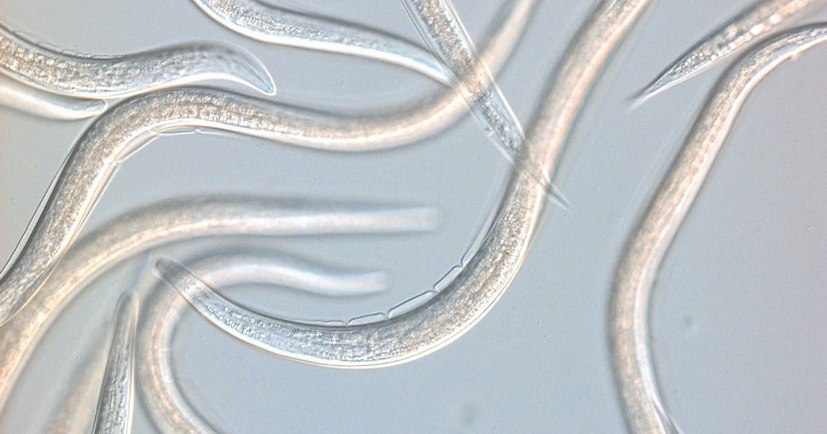 Leatherjacket larva on grass surface