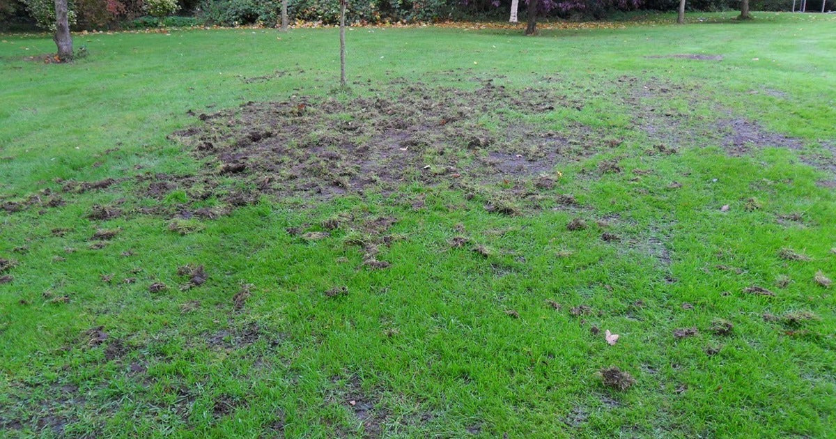 Chafer Grub Damage - Dragonfli