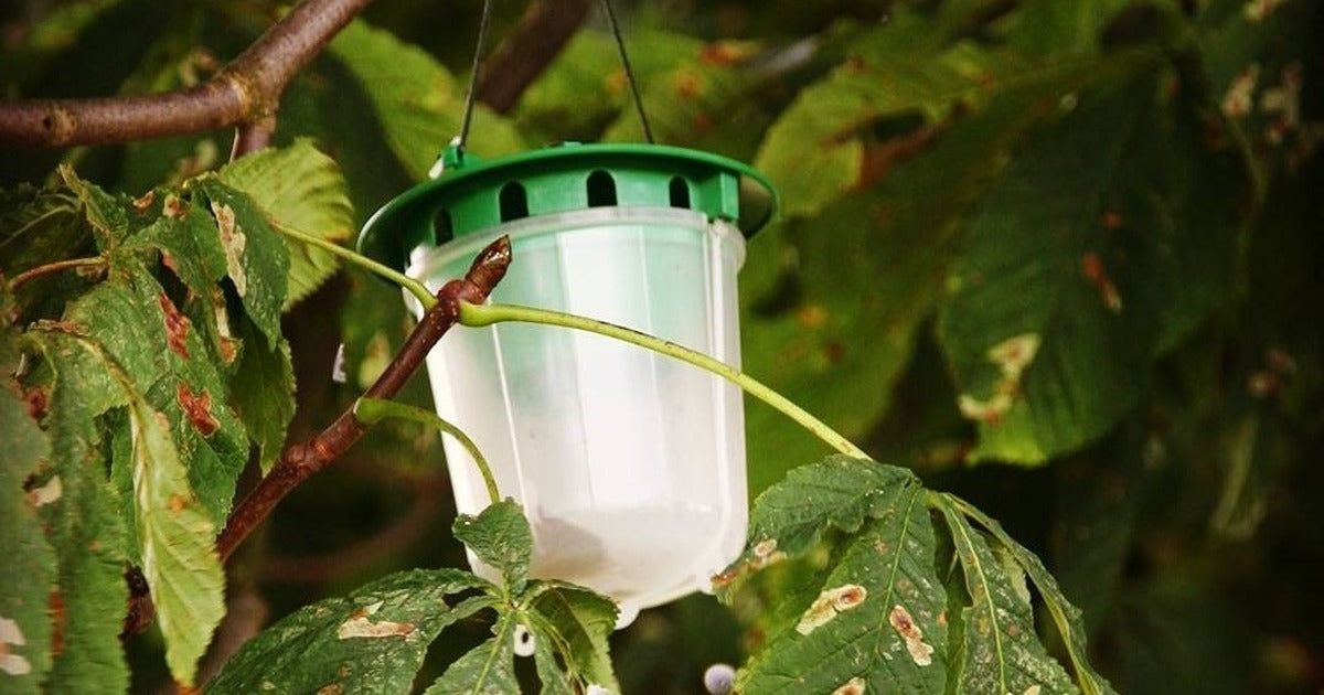 Insect Traps and Pheromone Lures