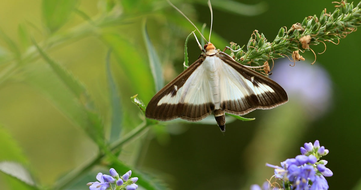 Seasonal Summer Insect Pests - Dragonfli