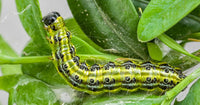 Box Tree Caterpillars – There moth be something you can do! - Dragonfli