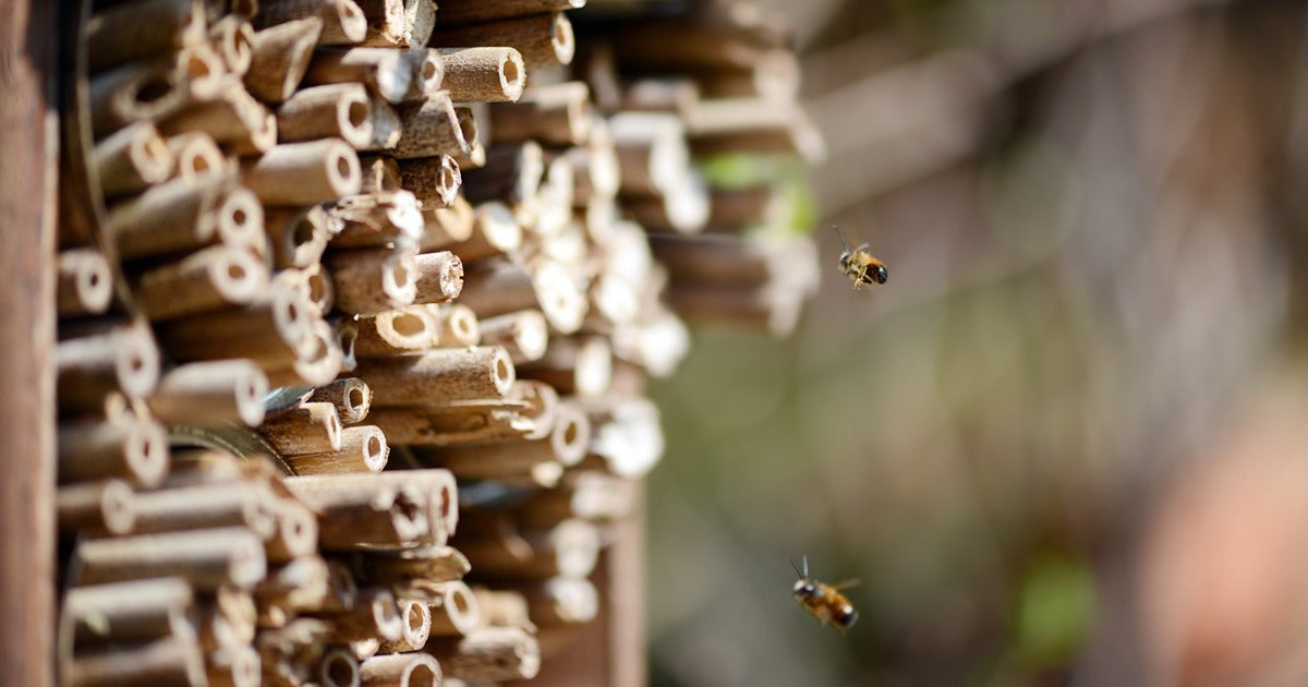 Solitary Bees - Declining Numbers - Dragonfli