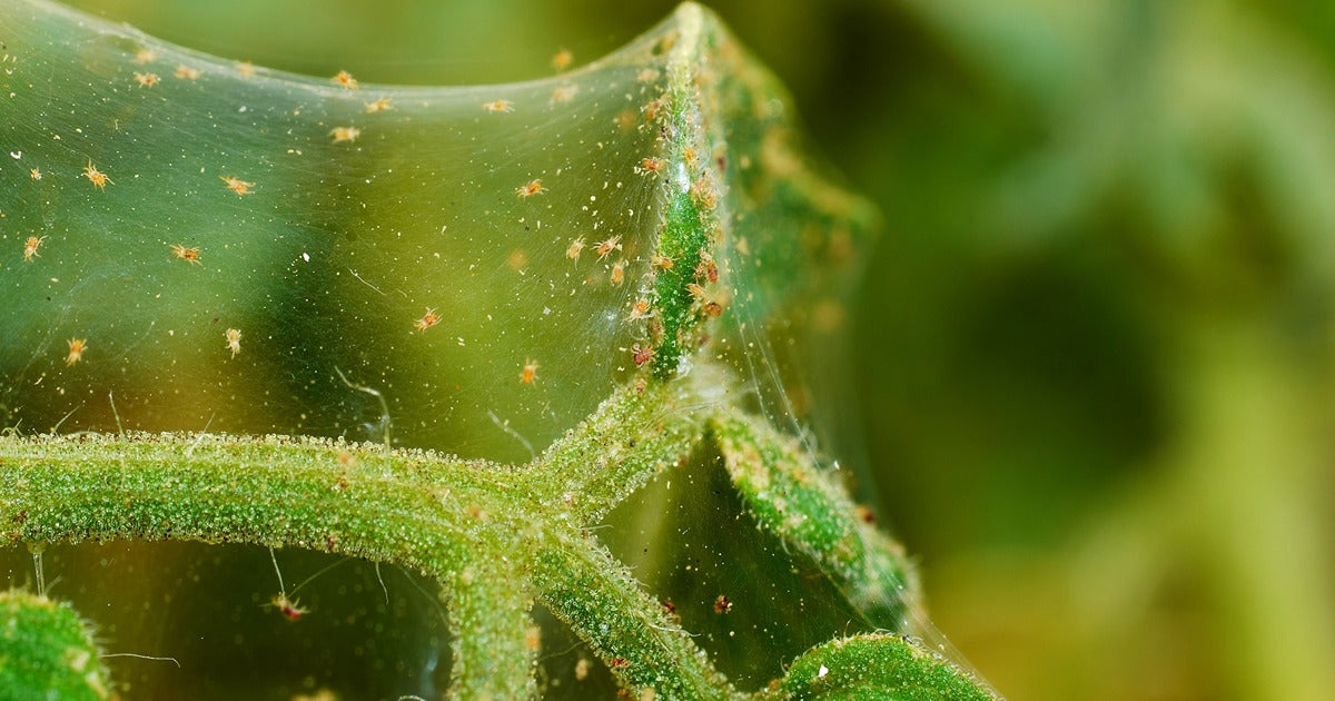 Which Predators To Use Against Spider Mite & How To Apply Them