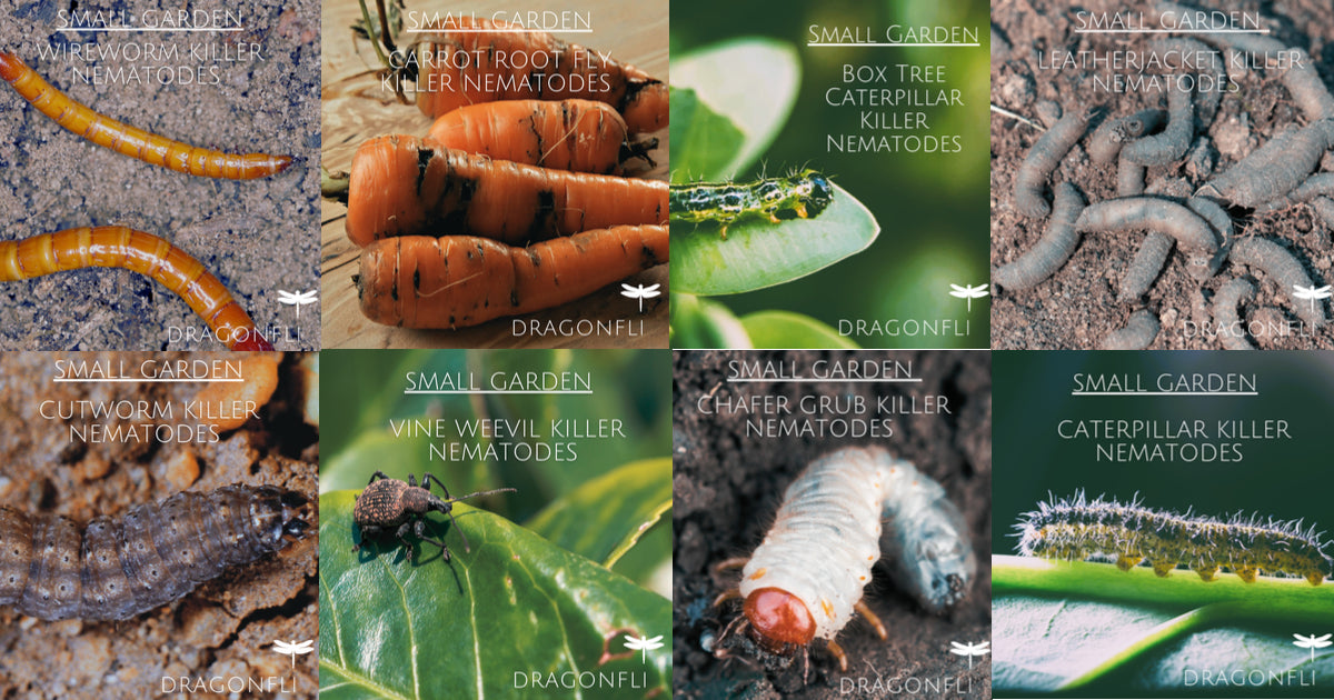 Nematodes: The Ideal Natural Pest Control For Small Gardens