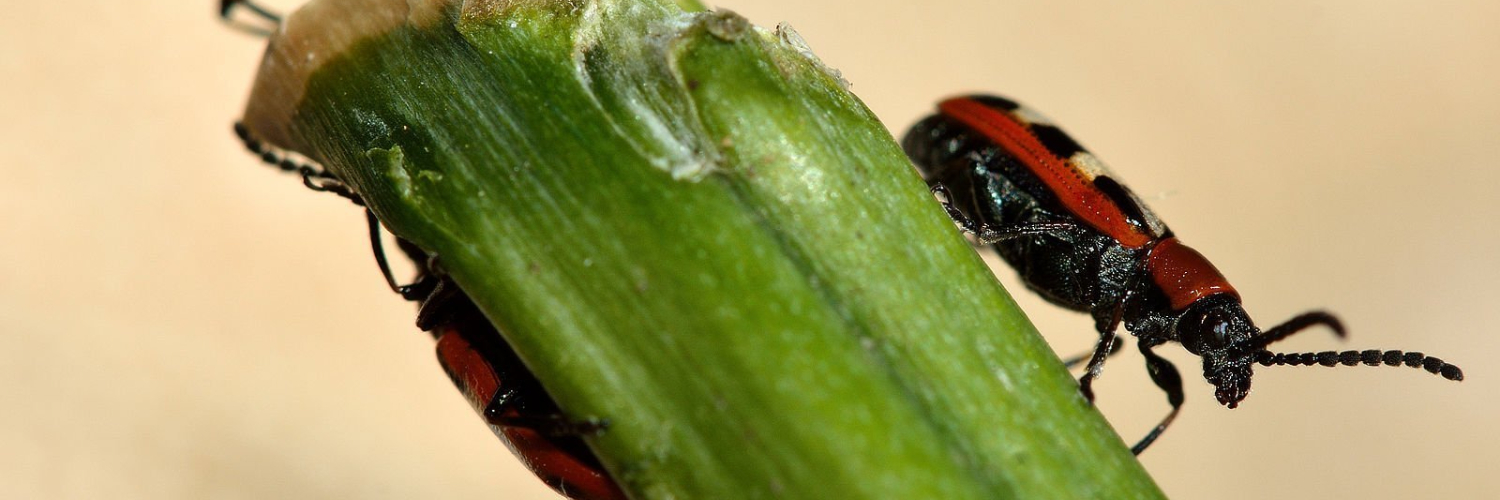 Asparagus beetle deals