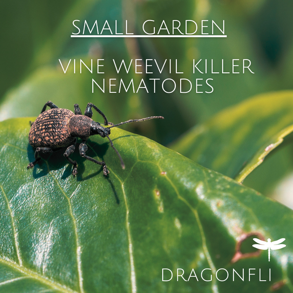Dragonfli Vine Weevil Killer Nematodes - Kills Grubs & Protects Plant Roots