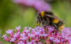 Live Pocket-Sized Bumblebee Hives - Available To Order Now (Select Your Preferred Delivery Date)