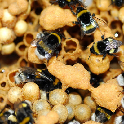 Live Bumblebee Colonies - Available To Order Now (Select Your Preferred Delivery Date)