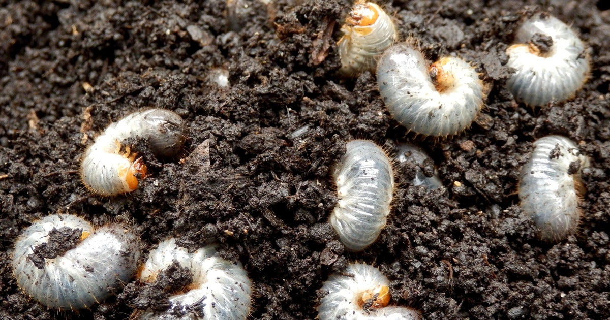 Rain Is Forecasted, Time to Nematode Turf Pests!