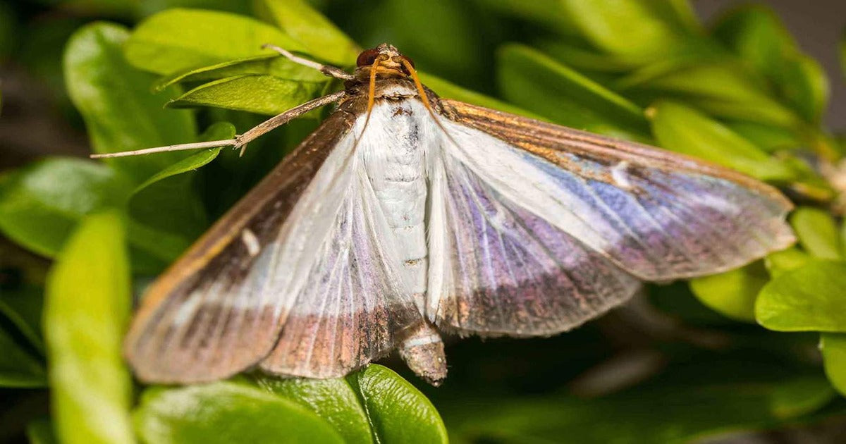Three Steps To Stop Box Tree Moth - Dragonfli