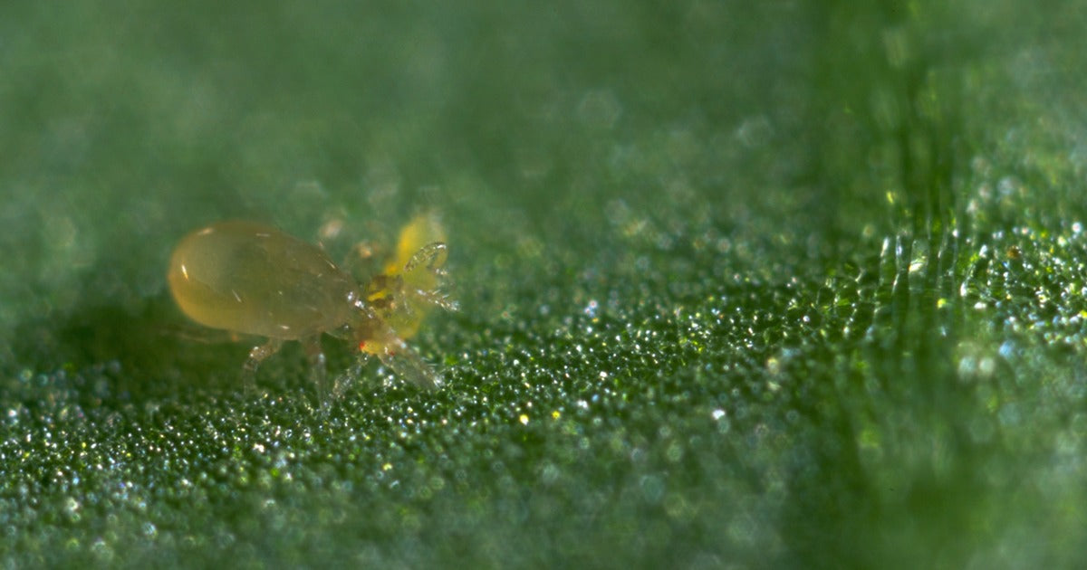 How to Control Thrips Using Biological Control - Dragonfli