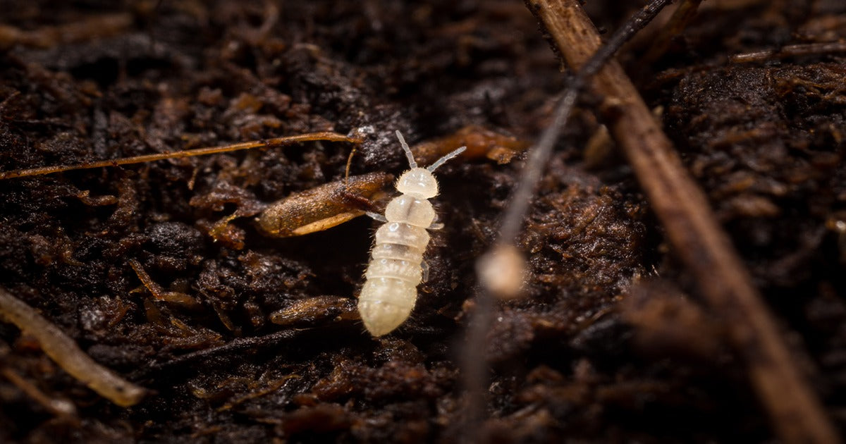 Springtails: Friend Or Foe? - Dragonfli