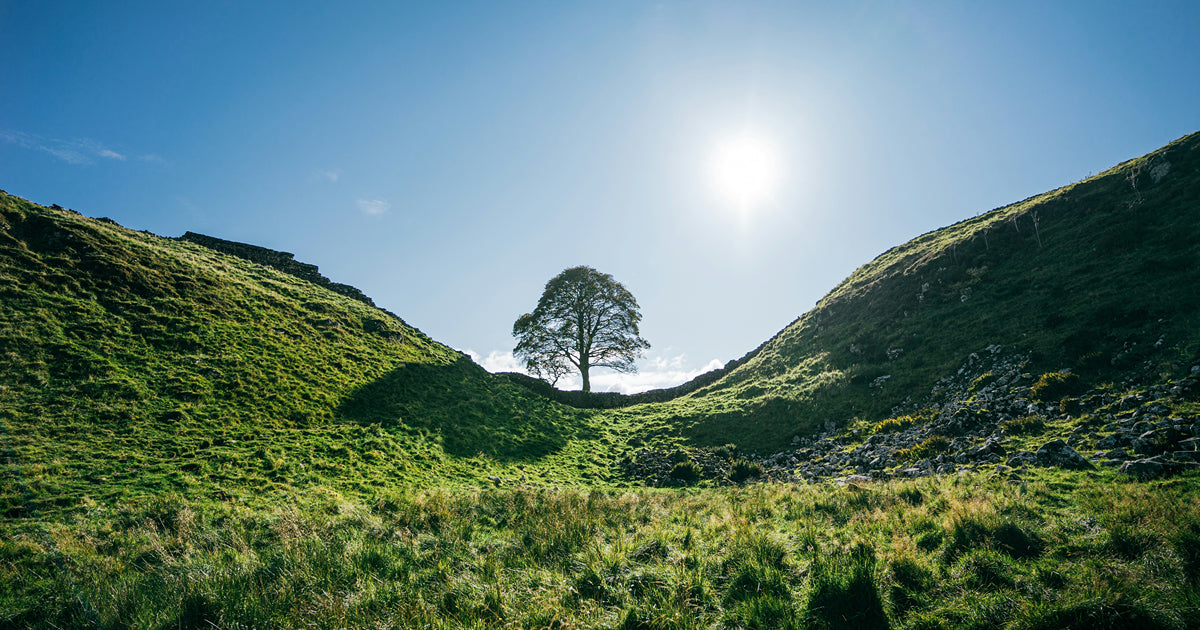Dragonfli Biological Controls Aiding National Trust Sycamore Gap Tree Restoration Efforts