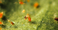 How to Control Red Spider Mite Using Natural Biological Control - Dragonfli