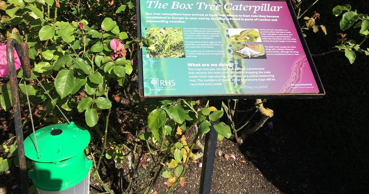 Box Tree moth update - Dragonfli