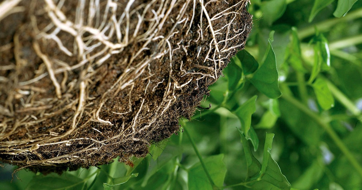 What is Mycorrhiza? - Dragonfli