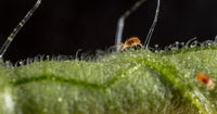 The Ladybird Myth - Why Ladybirds Cannot Control Spider Mite! - Dragonfli