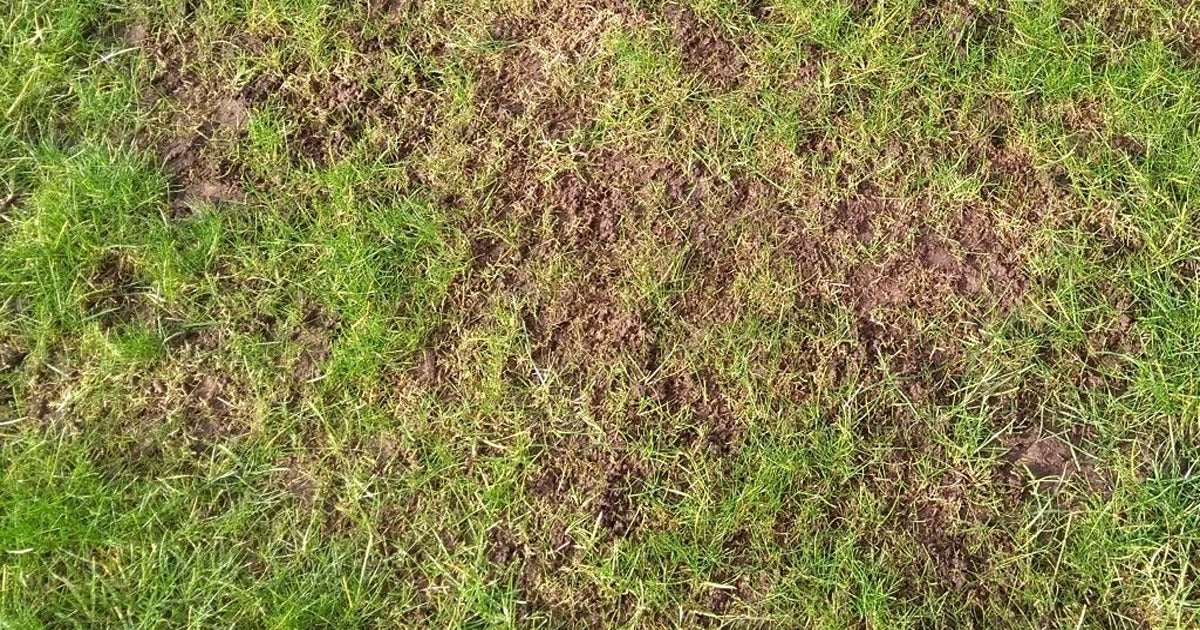 Leatherjacket Update - Leatherjackets Causing Unusual Winter Damage - Dragonfli