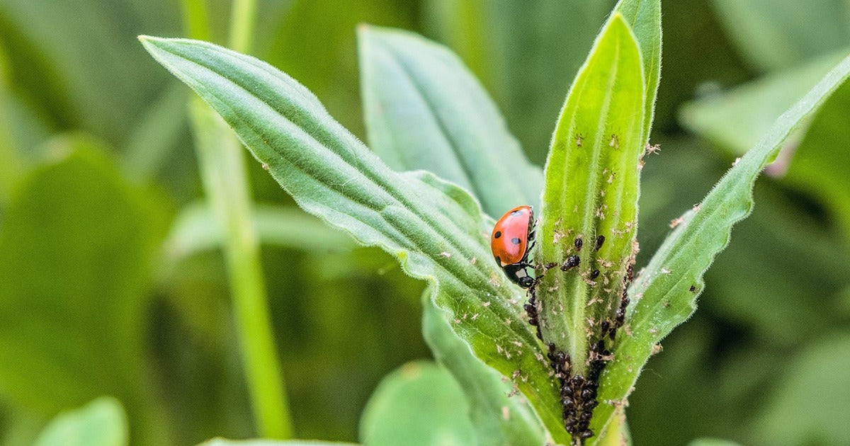 The advance of Biological Control - Dragonfli