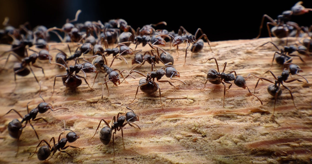 Unwanted Garden Tenants - Dragonfli