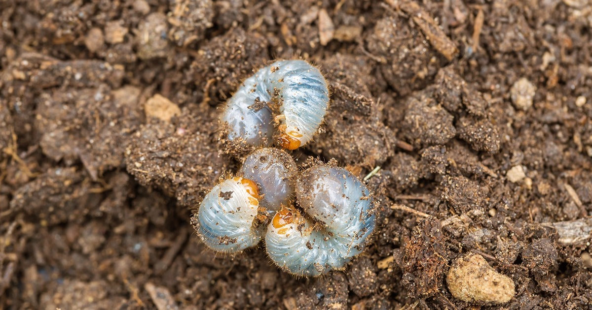 Treating Turf pests in the spring - Dragonfli