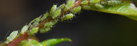 Aphids