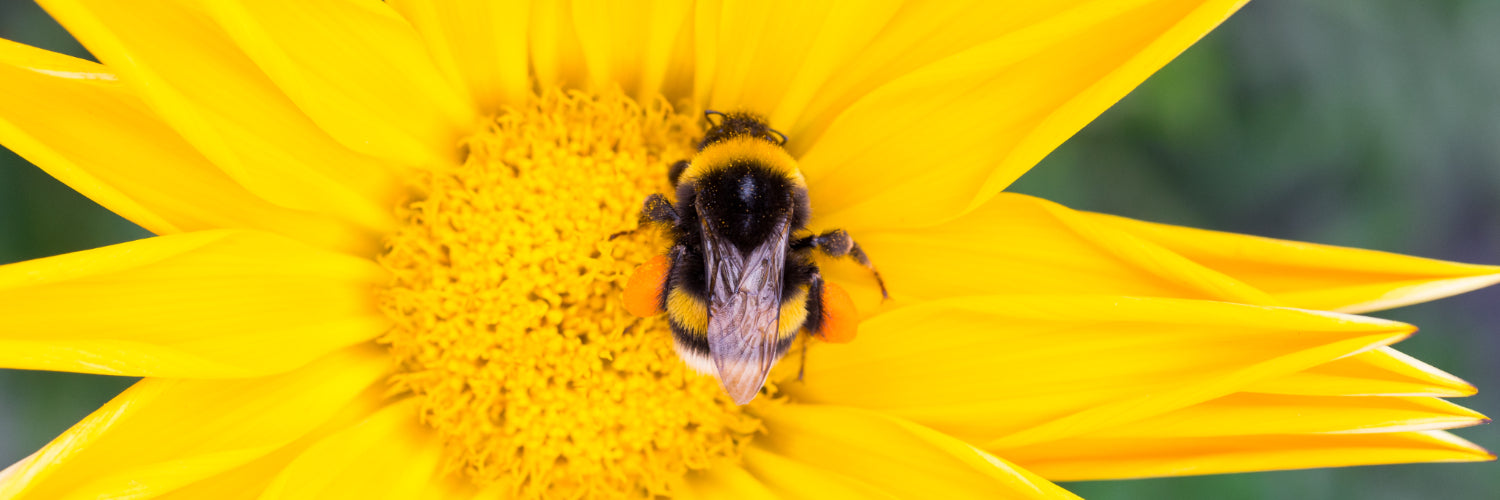 British Bees - Dragonfli