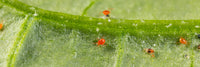 Biological Pest Control