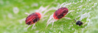 Fruit Tree Mites