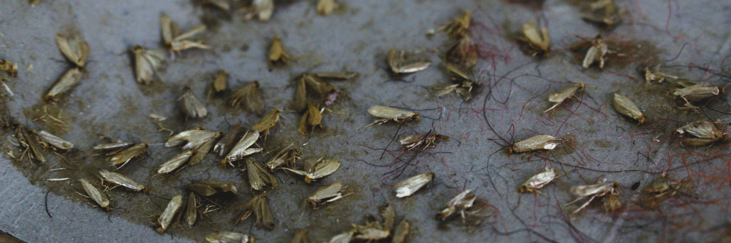 Replacement Lures, Attractants & Parts