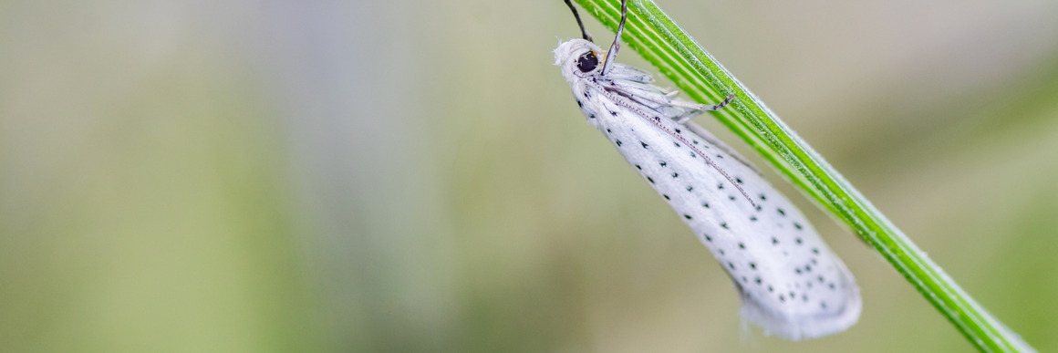 Apple Ermine Moth