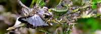 Box Tree Caterpillar / Box Tree Moth