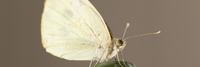 Cabbage White Butterfly