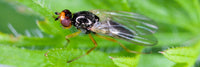 Carrot Root Fly