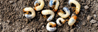 Chafer Grubs