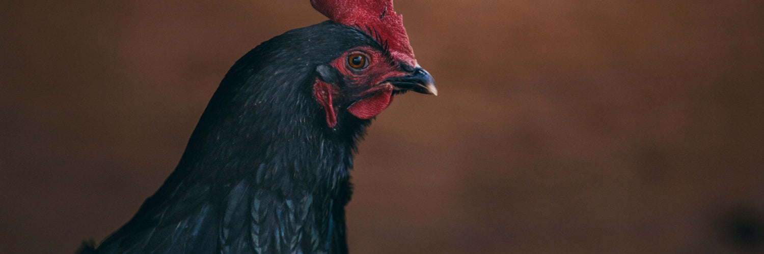 Androlis Chicken Mite Control - Dragonfli