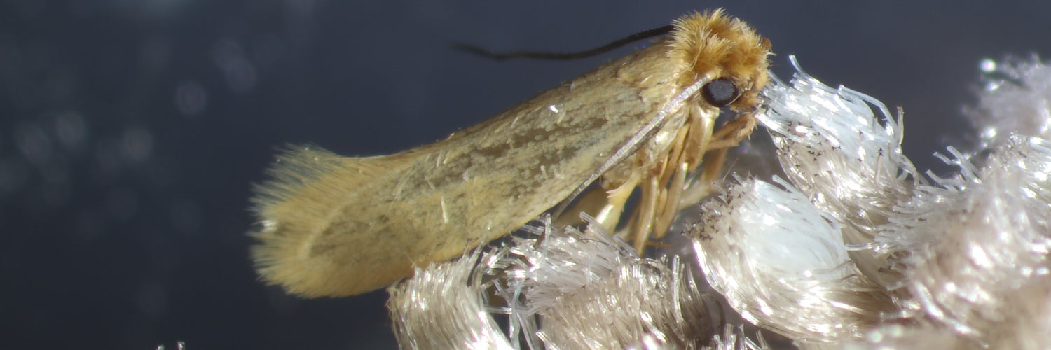 Clothes Moths - Dragonfli