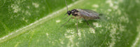 Fungus Gnats