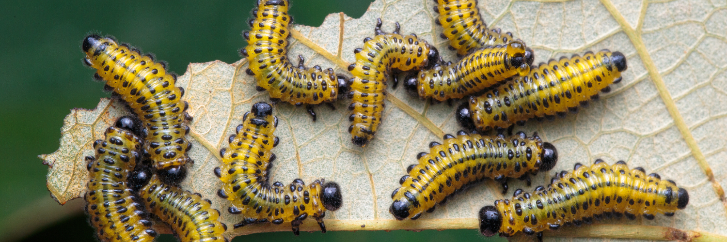 Gooseberry Sawfly - Dragonfli