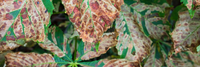 Horse Chestnut Leaf Miner