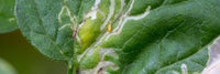 Leaf Miners