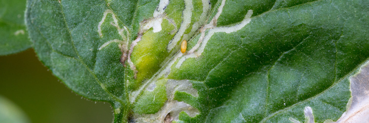 Leafminers - Dragonfli