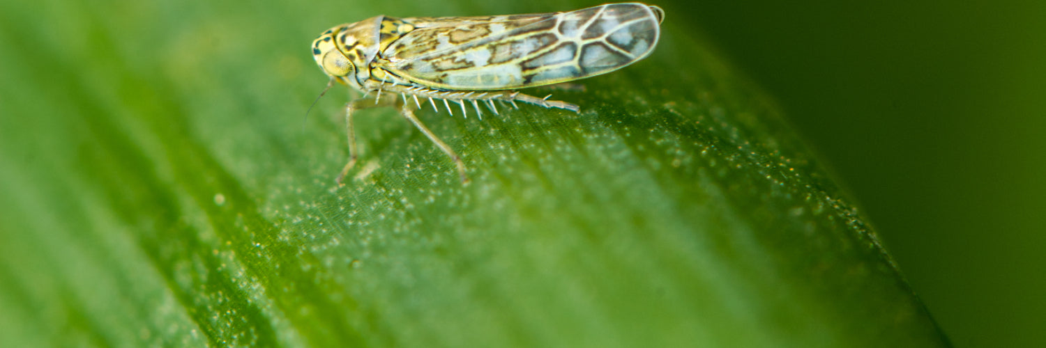 Leafhoppers