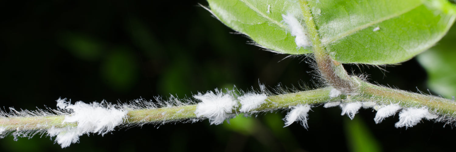 Mealybug killer biological control predators uk