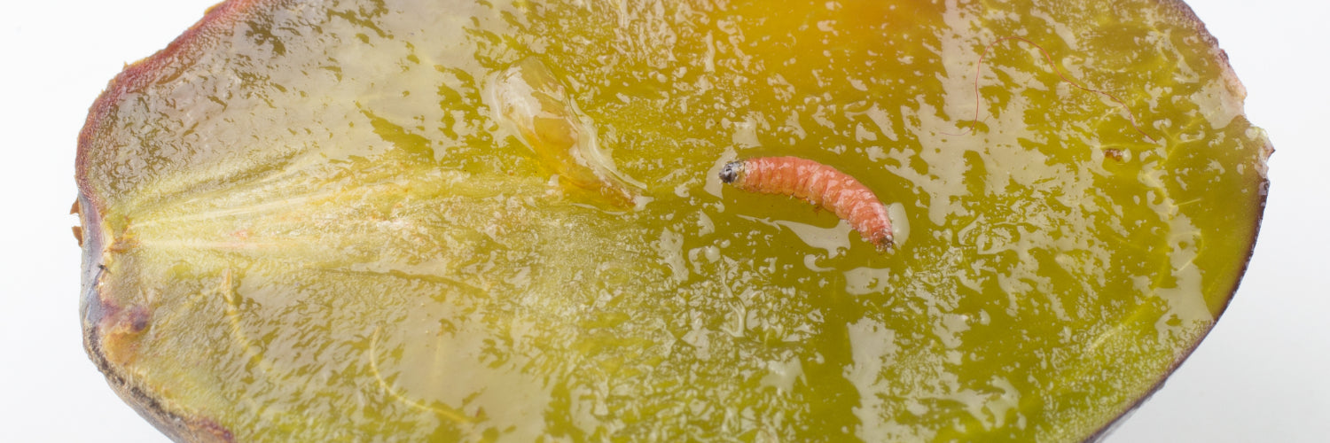Plum Fruit Moth - Dragonfli