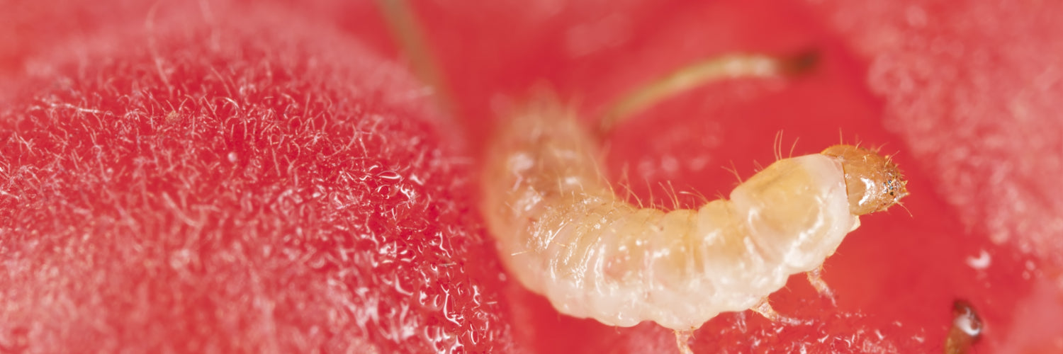 Raspberry Beetle - Dragonfli